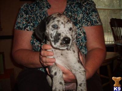 Great Dane Puppies in TX